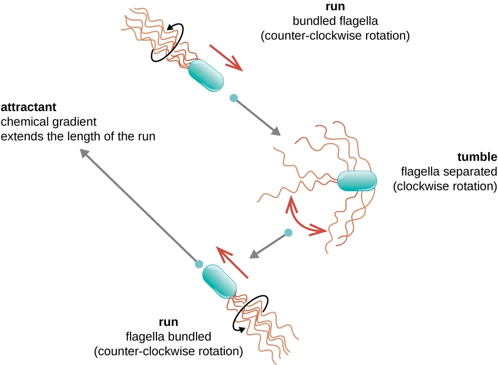 A cycle diagram of chemotaxis. A cell alternates between a run, with flagella bundled and rotating counterclockwise, moving it in a straight line, and a tumble, with flagella separated and rotating clockwise, reorienting it randomly. Where a chemical attractant gradient is present, the run toward the attractant is drawn longer than the other runs in the cycle.