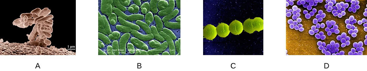 Four scanning electron micrographs labeled A through D. (A) Rod-shaped cells grouped in an irregular cluster. (B) Individual elongated rod-shaped cells scattered separately. (C) Round cells joined together in a single chain. (D) Round cells grouped together in a dense cluster.