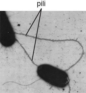 A micrograph of two rod-shaped cells connected to each other and to structures outside the frame by several long, thin, string-like filaments, labeled pili.