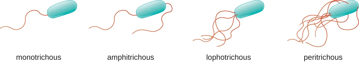 Four diagrams of bacterial flagellar arrangements: a monotrichous cell with a single flagellum at one end, an amphitrichous cell with a flagellum at each end, a lophotrichous cell with a tuft of flagella at one end, and a peritrichous cell with flagella covering its whole surface.