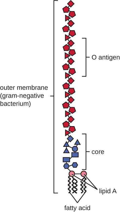 A diagram of a lipopolysaccharide molecule as a vertical chain: a long run of pink pentagon shapes labeled O antigen at the top, a shorter run of mixed blue and pink shapes labeled core below it, and two pink spheres labeled lipid A at the base, with wavy fatty-acid tails hanging from lipid A.