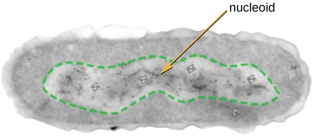 A transmission electron micrograph of an oval prokaryotic cell in cross-section. A green dashed line encloses a lighter, less densely stained region occupying roughly a third of the cell's interior, with an arrow labeling it nucleoid.