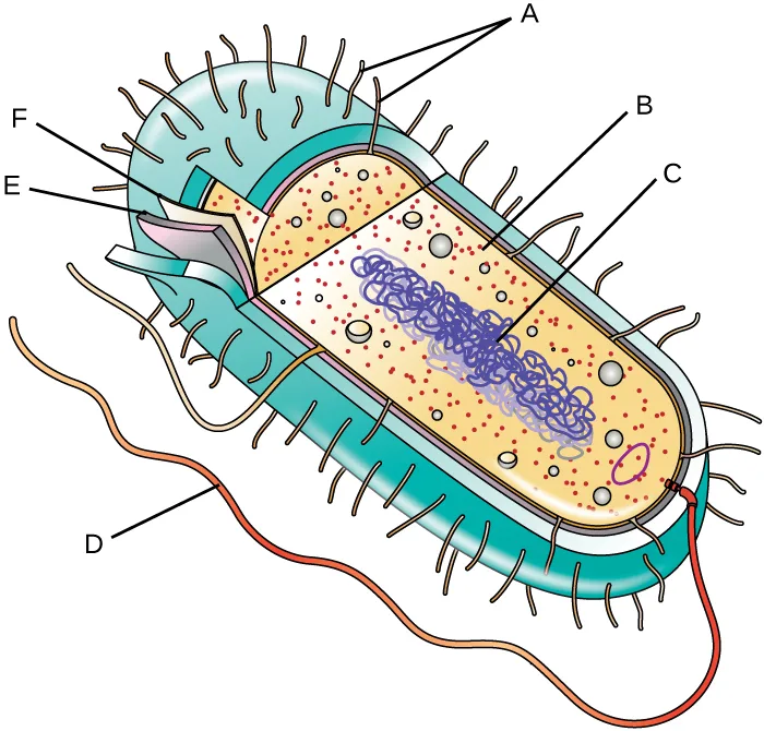 A cutaway diagram of a rod-shaped prokaryotic cell like the one earlier in this section, but with its structures marked by unlabeled letters A through F instead of names. Short projections at the surface are marked A, small dots inside the cytoplasm are marked B, a long tangled loop is marked C, a long projection extending from the cell is marked D, and two thin layers at the cell's cut edge are marked E and F. The thick outer layer at the edge is not marked.