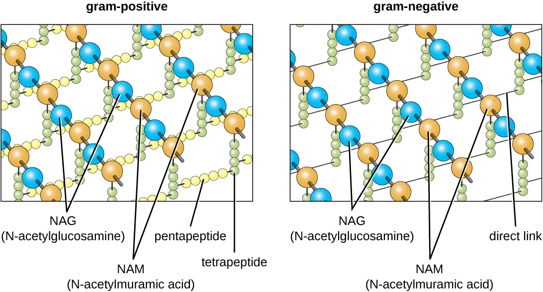 Two diagrams comparing peptidoglycan structure. In the gram-positive diagram, alternating orange and blue spheres (NAG and NAM) form chains, and neighboring chains are cross-linked by both a labeled pentapeptide and a labeled tetrapeptide bridge. In the gram-negative diagram, the same alternating NAG and NAM chains are linked to neighboring chains by a single direct link rather than the two peptide bridges.