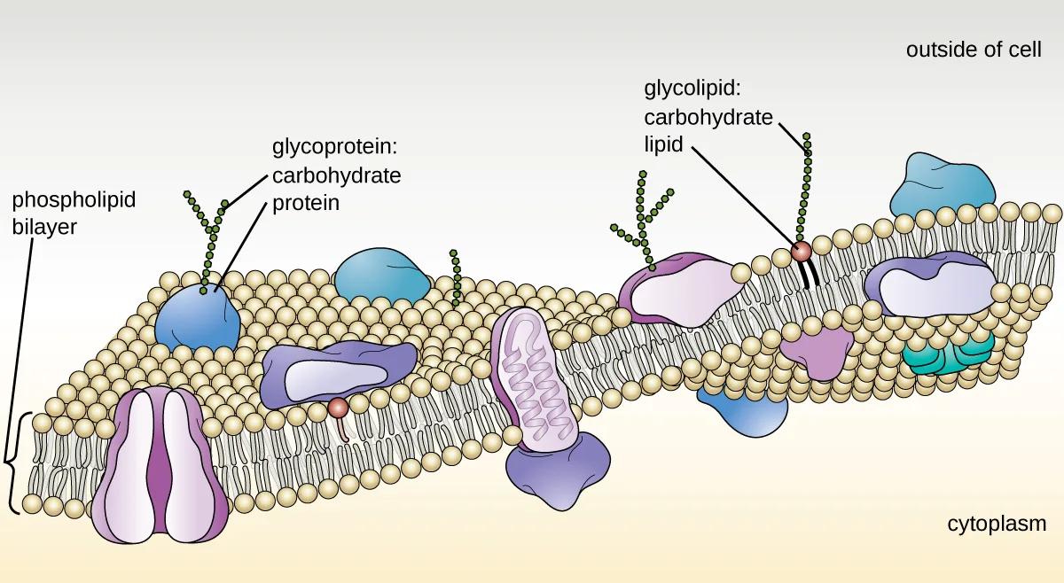 A diagram of the plasma membrane as a phospholipid bilayer, each phospholipid drawn as a sphere with two tails, with the tails of the two layers facing each other. A variety of large proteins are embedded in the bilayer: protein channels spanning it with a central pore, peripheral proteins sitting on one face only, and transmembrane proteins spanning the full width. Glycolipids and glycoproteins carry carbohydrate chains, shown as strings of hexagons, that extend from the outer face only. A thin cytoskeleton layer lies just inside the bilayer.
