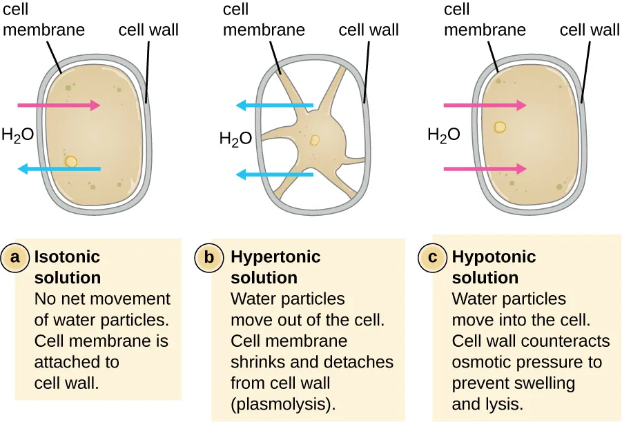 Three diagrams of a rectangular cell with a cell wall, in solutions of different solute concentration. (a) Isotonic: the cell membrane lies against the cell wall; water moves in and out equally. (b) Hypertonic: water leaves the cell; the membrane pulls away from the wall at several points, leaving a star-shaped gap (plasmolysis), while the wall keeps its outline. (c) Hypotonic: water enters the cell; the membrane and wall bulge outward slightly, but the wall keeps the cell from swelling further.