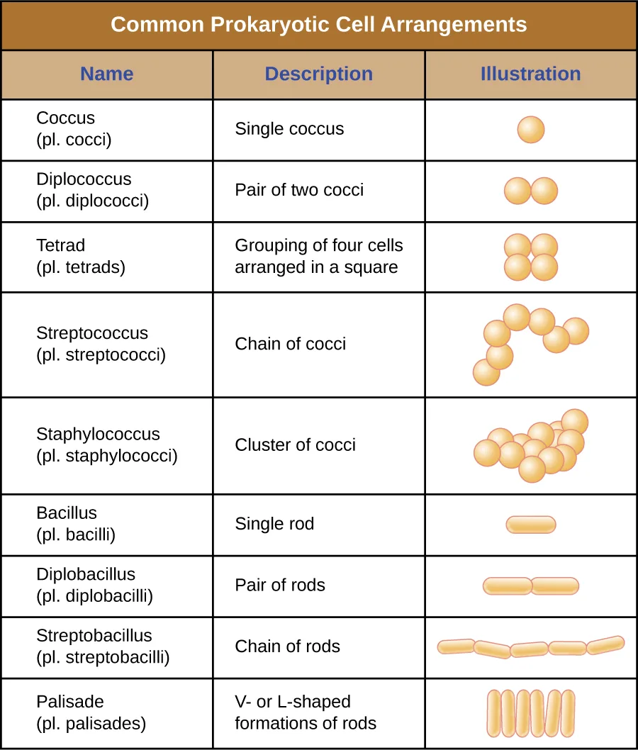 A three-column reference table titled Common Prokaryotic Cell Arrangements, naming and illustrating nine arrangements of cocci and bacilli: coccus, diplococcus, tetrad, streptococcus, and staphylococcus for round cells, and bacillus, diplobacillus, streptobacillus, and palisade for rod-shaped cells. Each row pairs the name with a drawn icon of the arrangement.