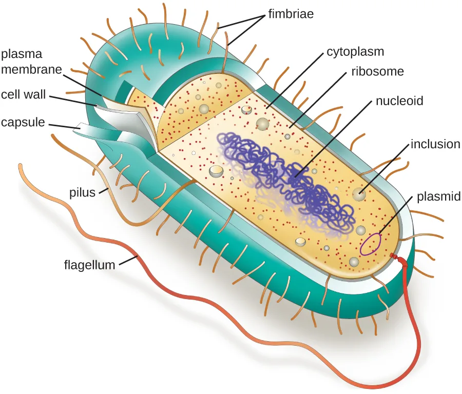 A cutaway diagram of a rod-shaped prokaryotic cell. From outside to inside, a thick teal capsule surrounds a thin cell wall and an even thinner plasma membrane. Inside the membrane are cytoplasm dotted with small ribosomes and larger round inclusions, a small looped plasmid, and a long tangled loop of nucleoid DNA. Numerous short fimbriae and a longer pilus project from the surface, and one long flagellum extends from one end.