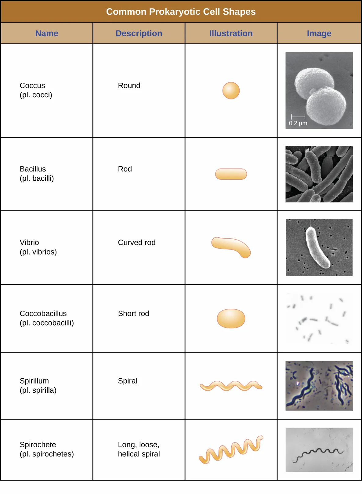 A four-column reference table titled Common Prokaryotic Cell Shapes, naming and illustrating six cell shapes: coccus (round), bacillus (rod), vibrio (curved rod), coccobacillus (short rod), spirillum (rigid spiral), and spirochete (long, loose helical spiral). Each row pairs a drawn icon of the shape with a sample micrograph.