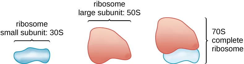 A drawing of three blob shapes side by side: a small subunit labeled 30S, a larger subunit labeled 50S roughly twice its size, and the two joined together on the right and bracketed as the complete 70S ribosome.