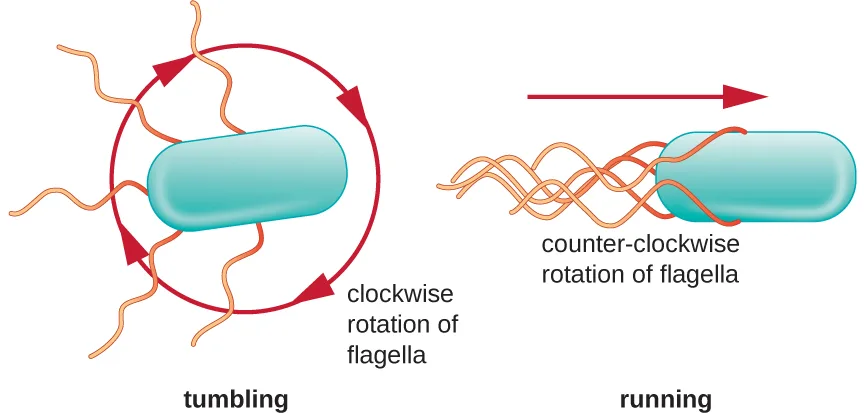 Two diagrams contrasting bacterial tumbling and running. In tumbling, several flagella splay outward from the cell while rotating clockwise, and a circular arrow shows the cell moving with no fixed direction. In running, the flagella bundle together on one side while rotating counterclockwise, and a straight arrow shows the cell moving in a line.