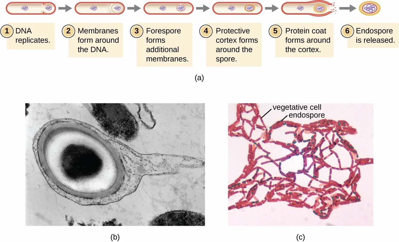 (a) A six-step diagram of sporulation: DNA replicates; membranes form around the DNA; the forespore forms additional membranes; a protective cortex forms; a protein coat forms around the cortex as the outer cell lyses; the endospore is released. (b) An electron micrograph of an endospore showing a dark core inside a lighter region, surrounded by thick outer layers. (c) A micrograph of red-stained rod-shaped cells in chains, many holding a green endospore.