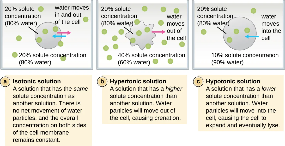 Three diagrams of a cell without a cell wall in solutions of different solute concentration. (a) In an isotonic solution the cell and surrounding solution both hold 20% solute; water moves into and out of the cell equally, with no change in size. (b) In a hypertonic solution the surroundings hold more solute than the cell; water leaves the cell, which shrivels into a scalloped shape (crenation). (c) In a hypotonic solution the surroundings hold less solute than the cell; water enters the cell, which swells.