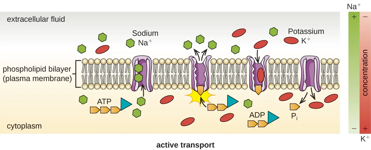 A diagram of active transport across a phospholipid bilayer. Hexagon-shaped sodium ions are more concentrated in the extracellular fluid above the bilayer, and oval-shaped potassium ions are more concentrated in the cytoplasm below. A labeled membrane pump moves sodium ions out of the cytoplasm and potassium ions into it, both against their concentration gradients, while breaking down ATP into ADP and phosphate at the pump.