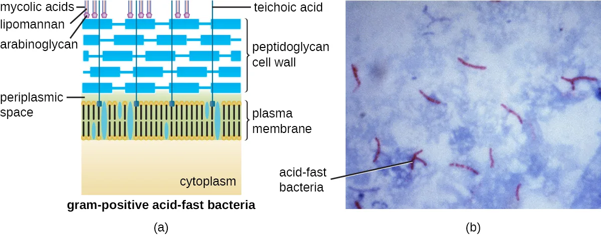 (a) A diagram of a gram-positive, acid-fast cell wall: a plasma membrane, a thick peptidoglycan layer threaded by teichoic acid, and an outer layer of mycolic acids, lipomannan, and arabinoglycans. (b) A micrograph of thin red-stained rod-shaped cells scattered on a blue-stained background, labeled acid-fast bacteria.