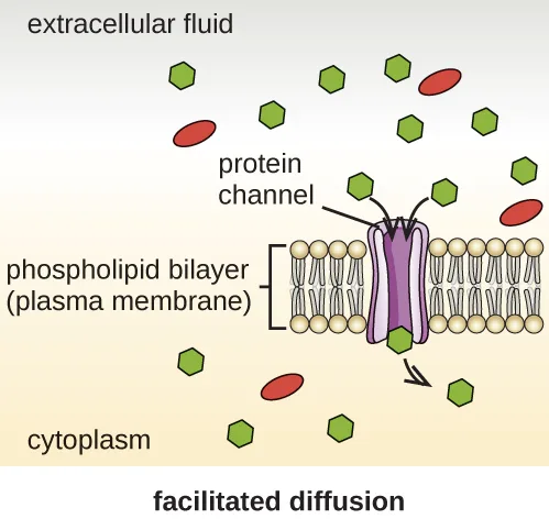 A diagram of facilitated diffusion across a phospholipid bilayer. Many hexagon-shaped molecules and a few oval molecules are in the extracellular fluid above the bilayer; a labeled protein channel spans the bilayer, moving hexagons through its pore into the cytoplasm below, while the oval molecules remain outside.