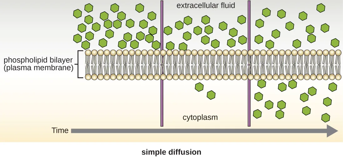 A diagram of simple diffusion across a phospholipid bilayer over time. At left, many hexagon-shaped molecules crowd the extracellular fluid above the bilayer and none appear in the cytoplasm below. At a later point shown toward the middle, a few hexagons have crossed into the cytoplasm. At the latest point shown at right, roughly equal numbers of hexagons appear on both sides of the bilayer.