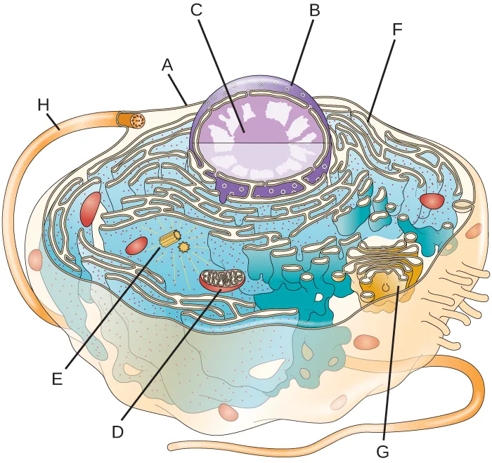 A diagram of a eukaryotic cell redrawn with its structures identified only by letters instead of names. The outer boundary of the cell is labeled A; a long tail-like projection outside the cell is labeled H. A large sphere inside the cell has its outer boundary labeled B and a smaller sphere within it labeled C. Outside that sphere, folded membranes studded with dots are labeled F, and a separate stack of folded membranes with small spheres budding from it is labeled G. An oval structure containing internal lines is labeled D, and two short paired tubes near it are labeled E.