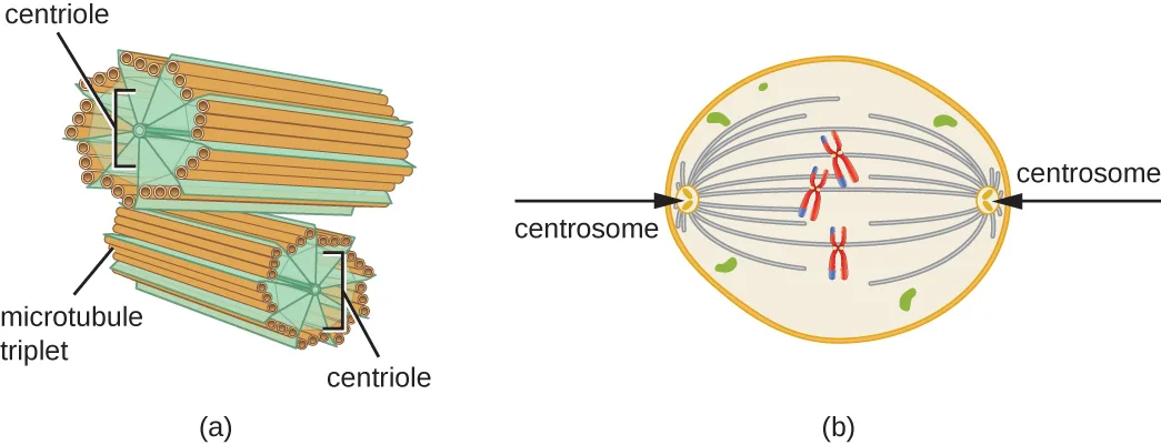 Two panels: (a) a diagram of two short cylindrical centrioles positioned at right angles to each other, each wall built of nine microtubule triplets, together forming a centrosome; (b) a diagram of an oval cell with a centrosome at each of two opposite poles, spindle fibers connecting each centrosome to chromosomes lined up between them.