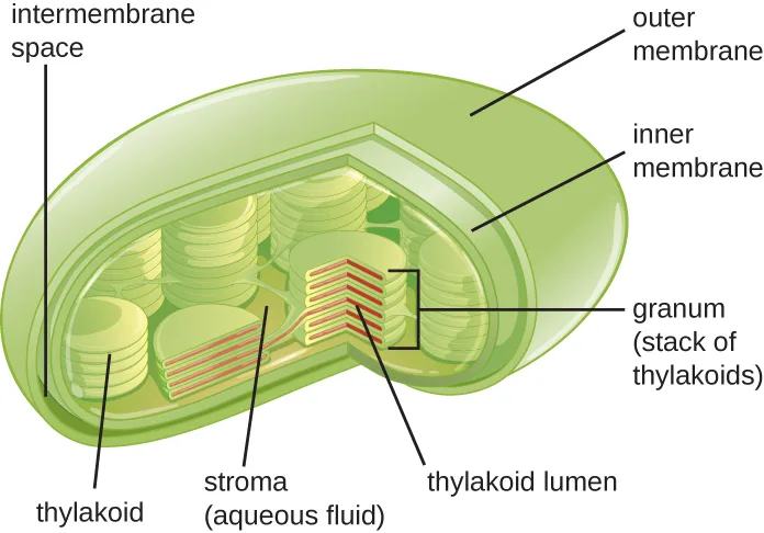 A labeled diagram of an oval chloroplast with an outer membrane and an inner membrane, the intermembrane space between them; inside the inner membrane, stacks of disk-shaped membranes, one disk labeled thylakoid, one stack labeled granum (stack of thylakoids), the space inside a cut-open disk labeled thylakoid lumen, and the aqueous fluid surrounding the stacks labeled stroma.