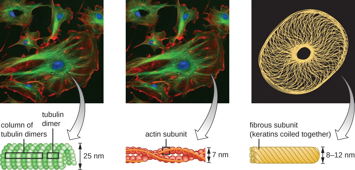 Three fluorescence micrographs of animal cells with green microtubules, red actin microfilaments, and blue nuclei, each paired with a schematic diagram below it: a column of stacked tubulin-dimer spheres 25 nanometers across for microtubules; a braided double helix of actin subunits 7 nanometers across for microfilaments; and a rope of coiled keratin strands 8 to 12 nanometers across for intermediate filaments.
