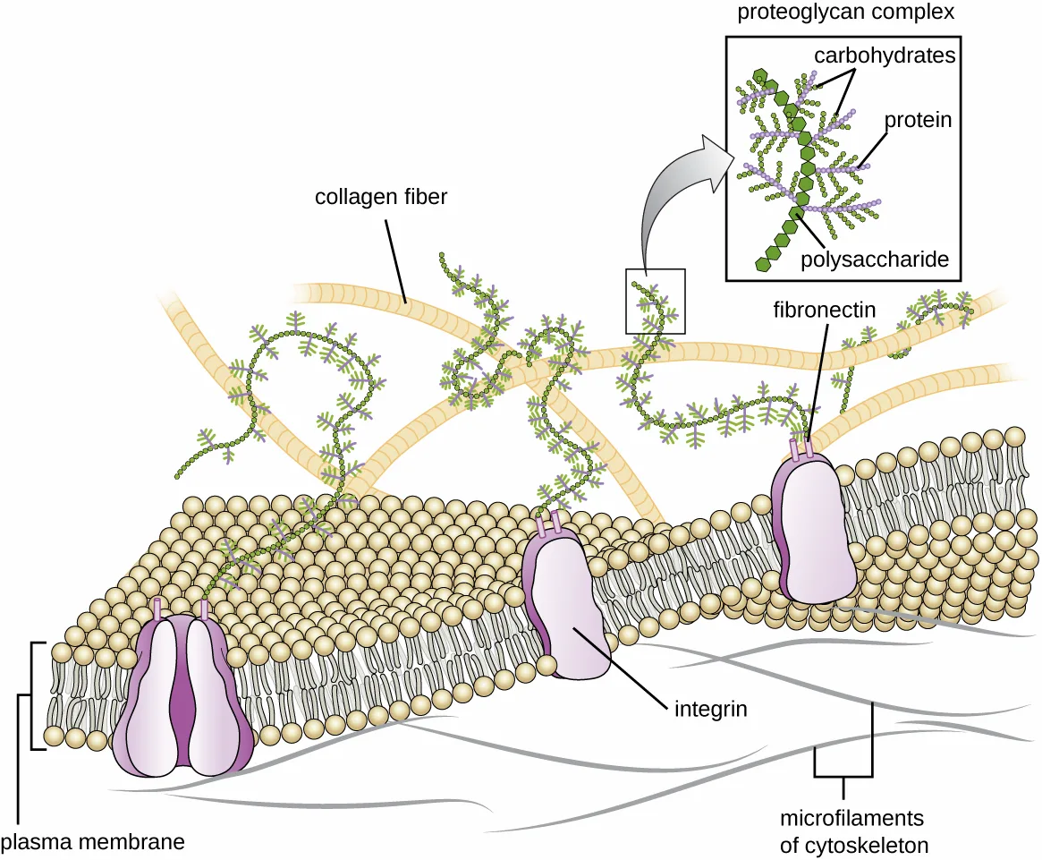 A diagram of the plasma membrane with an embedded protein labeled integrin, connected through a fibronectin protein to long branching chains of polysaccharide, protein, and carbohydrate labeled a proteoglycan complex; longer, unattached chains further from the membrane are labeled collagen fibers, and short filaments just inside the membrane are labeled microfilaments of cytoskeleton.