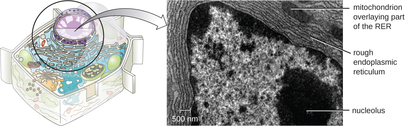 Two panels: (a) a small labeled illustration of a cell highlighting the nucleus and the folded rough endoplasmic reticulum just outside it; (b) an electron micrograph of the same region, in which many parallel membrane lines outside the nucleus are labeled rough endoplasmic reticulum and a smaller membrane-bound structure overlapping them is labeled mitochondrion overlaying part of the RER.