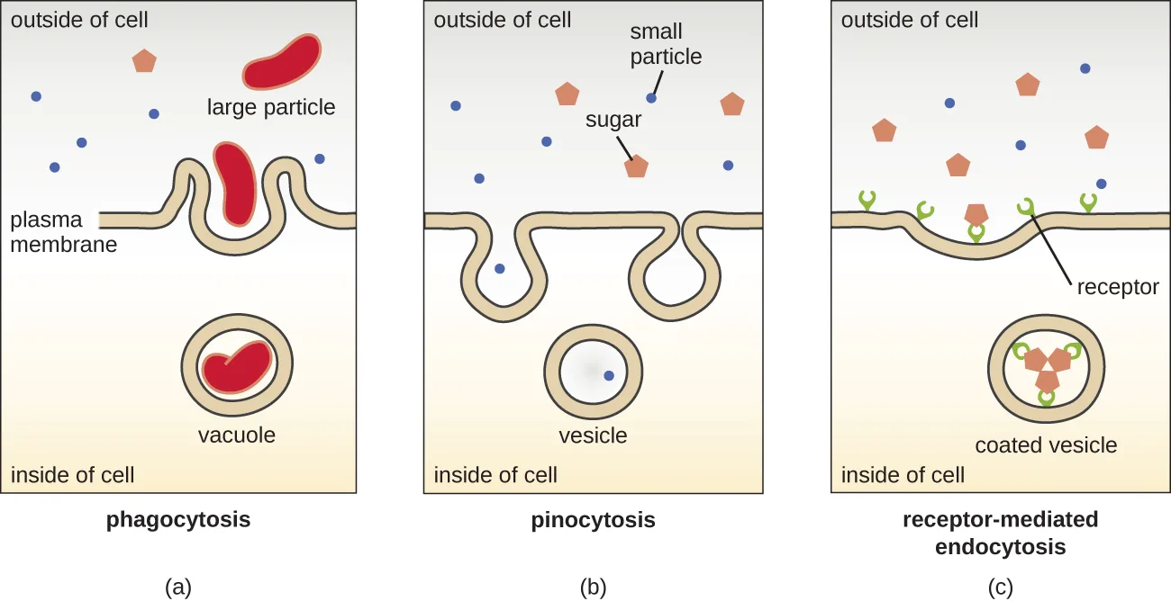 Three labeled diagrams, each showing the plasma membrane with the outside of the cell above and the inside below: (a) phagocytosis, in which a large particle is surrounded by folding membrane that pinches off into a vacuole; (b) pinocytosis, in which small particles and dissolved sugar enter through an infolding membrane that pinches off into a small vesicle; (c) receptor-mediated endocytosis, in which particles bind to membrane receptors before the membrane folds inward to form a coated vesicle carrying the receptor-bound particles.