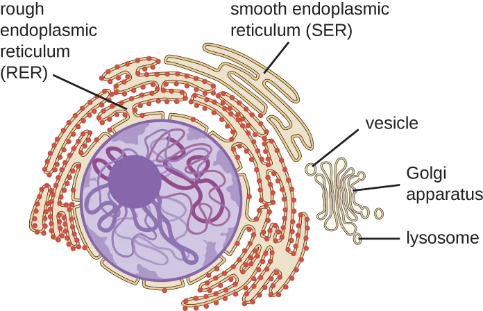 A diagram of a round purple nucleus, drawn with a darker sphere and threads inside it, wrapped by a folded membrane network that is labeled rough endoplasmic reticulum (RER) where red dots stud it and smooth endoplasmic reticulum (SER) where it is bare; to one side a small circle labeled vesicle sits beside a stack of curved membranes labeled Golgi apparatus, with a separate small sac labeled lysosome below it.