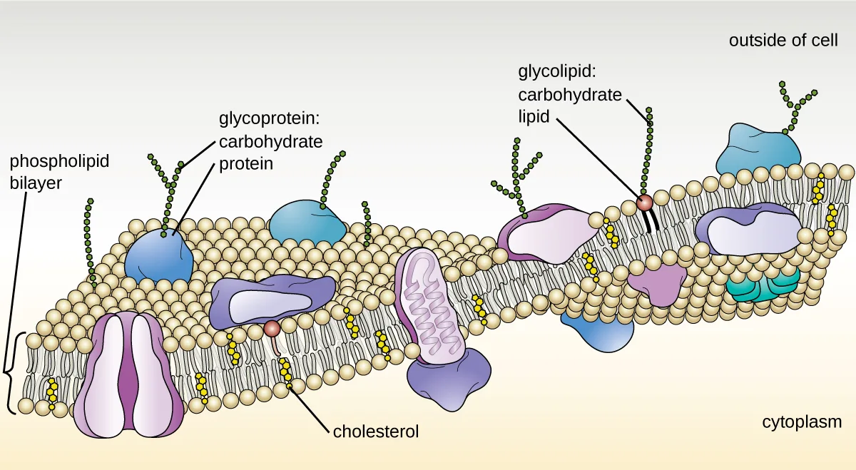 A diagram of a phospholipid bilayer, its outward-facing spheres and inward-facing paired tails drawn in two layers, with large embedded proteins scattered through it; carbohydrate chains attached to a phospholipid are labeled glycolipid and a chain attached to a protein is labeled glycoprotein, both projecting from the outer face; small round cholesterol molecules are wedged between the phospholipid tails.