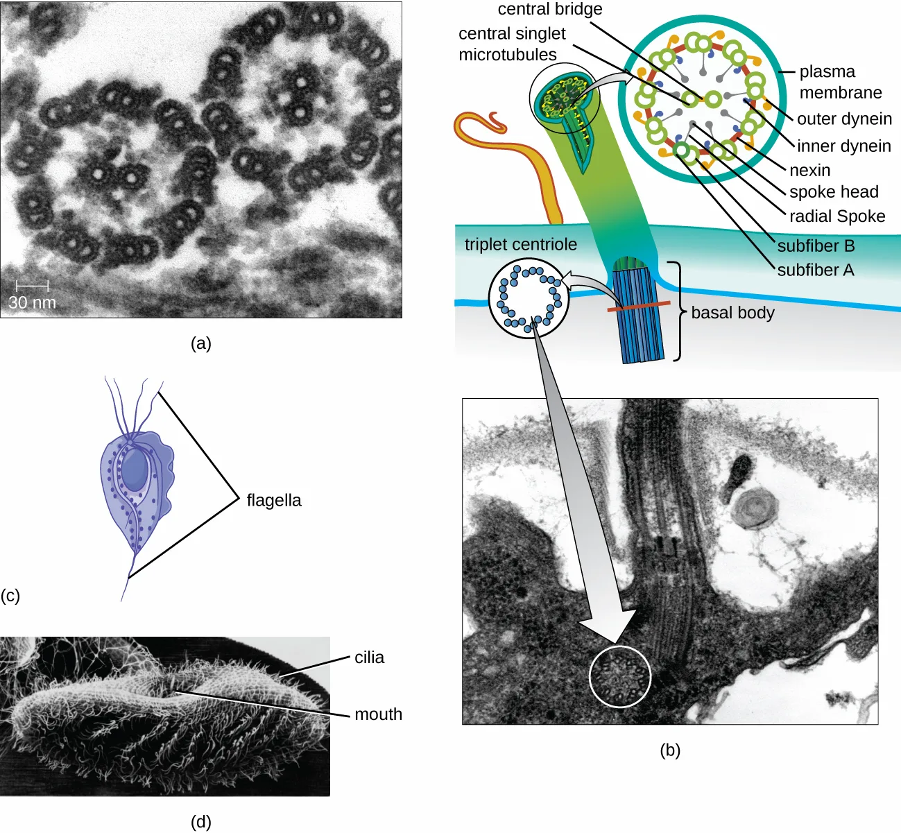 Four panels: (a) an electron micrograph cross-section of a flagellum, a ring of nine paired structures surrounding two central structures; (b) a labeled diagram of a flagellum's 9+2 microtubule array and its triplet-microtubule basal body, beside a matching electron micrograph; (c) a drawn flagellated protozoan with several long flagella at one end; (d) a micrograph of a ciliated organism with numerous short cilia and a mouth opening.