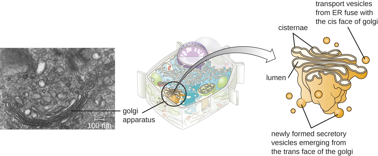 Three panels: an electron micrograph of a curved stack of membranes labeled Golgi apparatus; a small labeled illustration of a cell highlighting that same region; and a detailed diagram of the stacked membranes labeled cisternae and lumen, with small vesicles at one face labeled transport vesicles from ER fuse with the cis face of Golgi and vesicles at the opposite face labeled newly formed secretory vesicles emerging from the trans face of Golgi.
