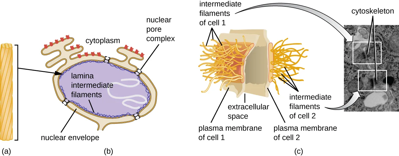 Three panels: (a) a rope-like bundle of strands representing an intermediate filament; (b) a diagram of the nuclear envelope with a meshwork of intermediate filaments just inside it, labeled the nuclear lamina; (c) a diagram of two adjoining cells joined by intermediate filaments spanning the extracellular space between their plasma membranes, beside a micrograph of the same structure.