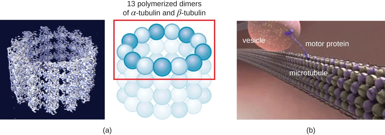Two panels: (a) a computer-rendered image of a hollow microtubule beside a schematic ring of thirteen alternating light and dark spheres representing polymerized alpha-tubulin and beta-tubulin dimers; (b) a rendered image of a long microtubule track along which a purple motor protein carries a small vesicle.