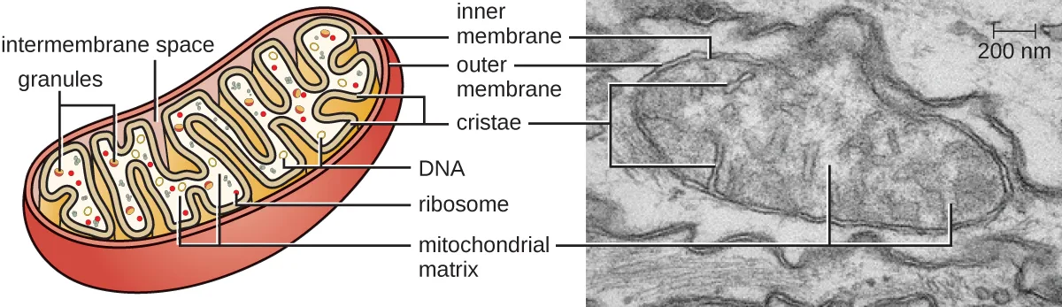 Two panels: a labeled diagram of an oval mitochondrion with an outer membrane and a folded inner membrane, the folds labeled cristae, the space between the membranes labeled intermembrane space, and the fluid inside the inner membrane labeled mitochondrial matrix, containing DNA, ribosomes, and granules; beside it, a matching electron micrograph.