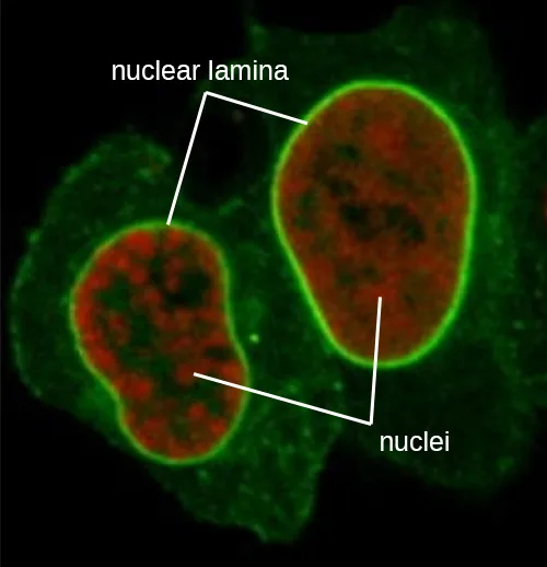 A fluorescence micrograph of two adjacent, oval nuclei, each stained red and outlined by a bright green ring labeled nuclear lamina; fainter green filaments cross the surrounding cytoplasm, and the two nuclei together are labeled nuclei.