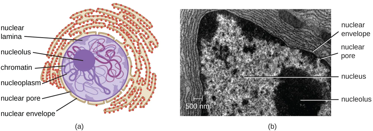 Two panels showing the same structures: (a) a labeled diagram of a nucleus, with a central sphere labeled nucleolus, threadlike chromatin, nucleoplasm, a nuclear lamina just inside the boundary, and a nuclear envelope with nuclear pores continuous with a webbed membrane outside the nucleus; (b) a matching electron micrograph, with the nucleolus a dense dark area and the outer membrane labeled rough endoplasmic reticulum.