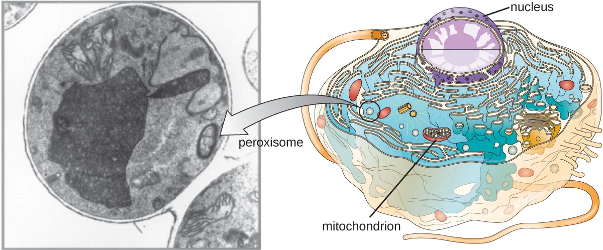 Two panels: an electron micrograph of a rounded cell with an arrow pointing to a small oval structure labeled peroxisome; and a labeled illustration of a cell showing the location of the nucleus, mitochondrion, and several small round peroxisomes in the cytoplasm.