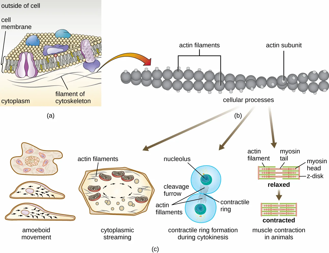 Three panels: (a) a diagram of the plasma membrane showing cytoskeletal filaments as thin lines just inside the bilayer; (b) a closeup diagram of round actin subunits joined into a chain labeled actin filaments; (c) four small illustrations of actin's roles in cells — amoeboid movement, cytoplasmic streaming, contractile ring formation during cytokinesis, and muscle contraction, the last showing actin and myosin filaments sliding past each other between two Z-disks.