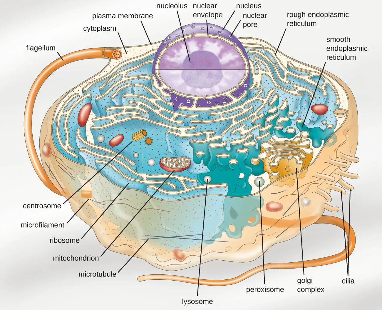 A labeled diagram of a generalized eukaryotic cell showing the plasma membrane, flagellum, cilia, cytoskeletal filaments, ribosomes, rough and smooth endoplasmic reticulum, mitochondrion, peroxisome, lysosome, Golgi complex, centrosome, and a nucleus with its envelope, pores, and nucleolus.