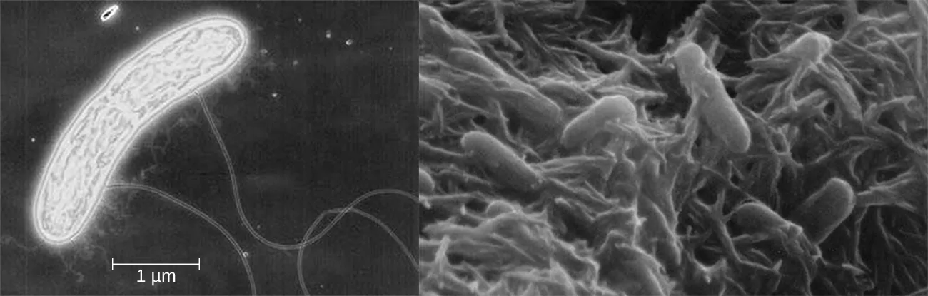 Two electron micrographs of the bacterium Shewanella. At left, one curved rod-shaped cell extends several long, thin filaments; a 1 µm scale bar appears below it. At right, many short rod-shaped cells are attached among a dense mesh of extracellular material.