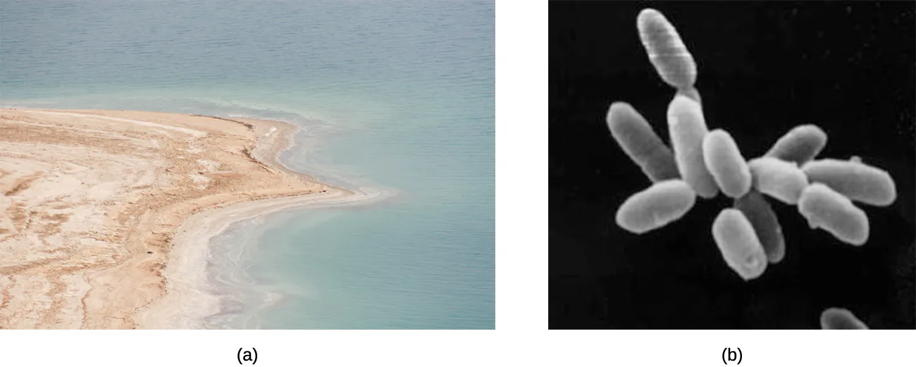 Two panels. Panel (a) is an aerial photograph of the pale, salt-encrusted shoreline and blue water of the Dead Sea. Panel (b) is a black-and-white electron micrograph of a cluster of pale rod-shaped Halobacterium cells against a dark background.