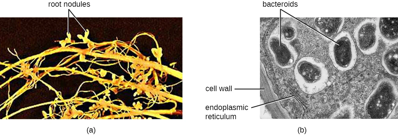 Two labeled panels. Panel (a) is a color photograph of a yellow-brown legume root system with many small round root nodules. Panel (b) is a grayscale micrograph of a root nodule: thick plant cell walls surround pale plant-cell interiors containing darker oval bacteroids; labels point to bacteroids, a cell wall, and endoplasmic reticulum.
