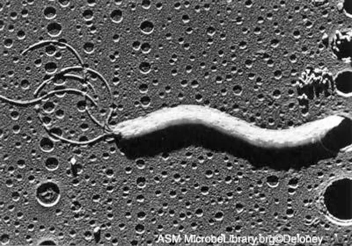 A grayscale electron micrograph of a single curved rod-shaped bacterium with several long, thin flagella extending from one end.