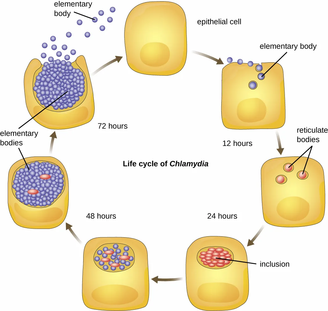 A circular diagram of the life cycle of Chlamydia in yellow epithelial cells. Purple elementary bodies enter a cell, become red reticulate bodies by 12 hours, multiply into an inclusion by 24 hours, change back into elementary bodies by 48 hours, and are released when the host cell ruptures at 72 hours.