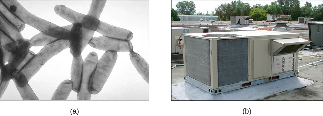 Two panels. At left, a grayscale micrograph shows overlapping rod-shaped Legionella pneumophila cells. At right, a rooftop air-conditioning unit is shown among other building equipment.