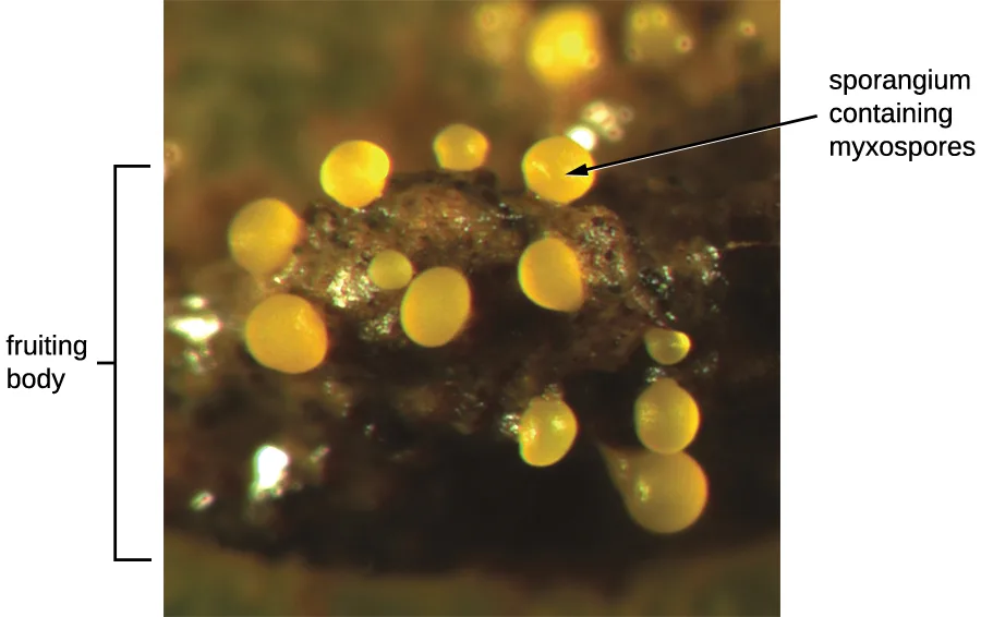 A color photograph of a dark myxobacterial fruiting body topped with numerous round yellow-orange sporangia. A bracket identifies the fruiting body, and an arrow identifies a sporangium containing myxospores.