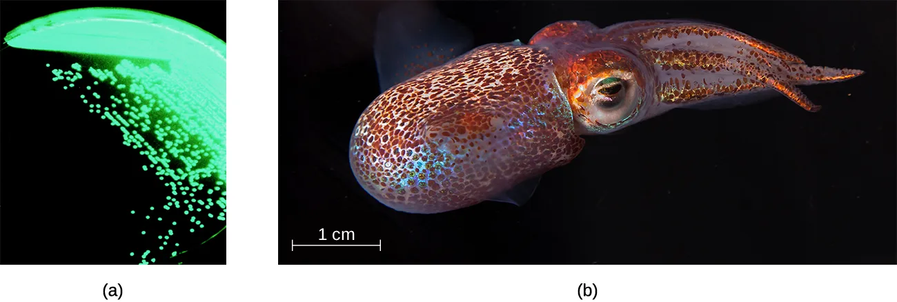 Two photographs. At left, a culture plate glows green from bioluminescent Aliivibrio fischeri colonies. At right, a Hawaiian bobtail squid against a dark background is mottled brown and orange with blue-green glowing spots near its underside.