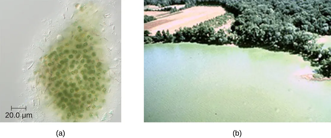 Two photographs of cyanobacteria: panel (a) is a close micrograph of a green cluster of nearly spherical cells, and panel (b) is an aerial view of a pale green bloom spreading across a lake near a wooded shoreline.