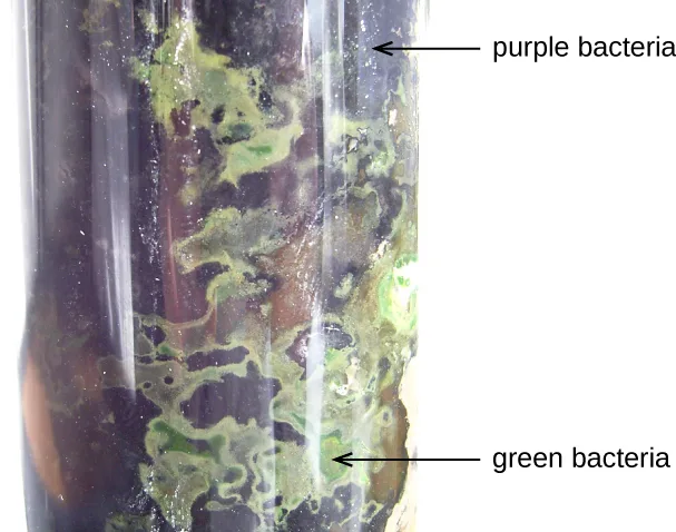 A clear tube containing dark purple and green bacterial growth. Arrows label the dark upper region as purple bacteria and a bright green region below as green bacteria.